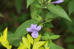 Barleria involucrata var. involucrata